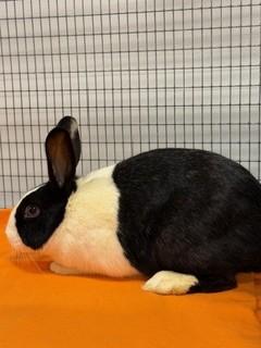 Flip, Adoptable, Young Female Dutch & Dutch.