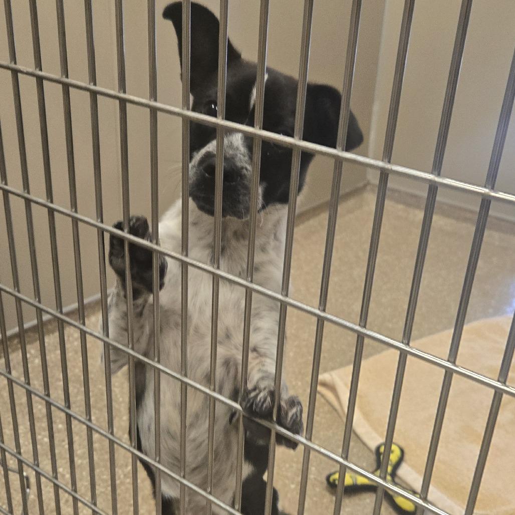 Scooter, Adoptable, Young Male Mixed Breed.