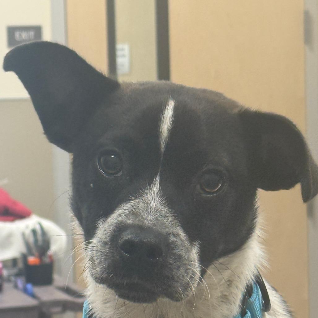 Enlarge Scooter, a Adoptable Mixed Breed in Sonoma, CA image 2/2