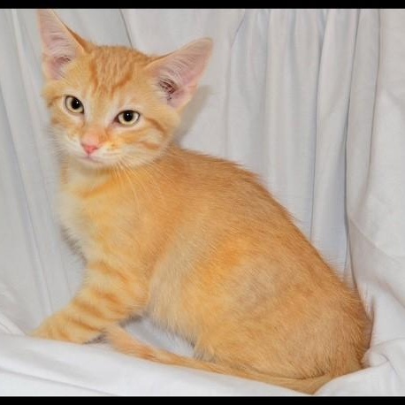 Enlarge Riley, a ADOPTABLE Tabby in San Andreas, CA image 1/1