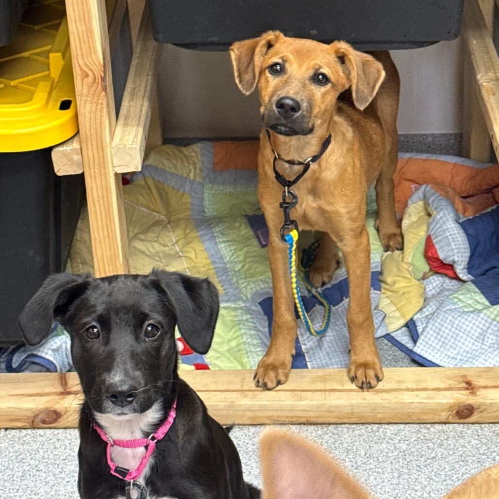 Enlarge Camila, a Adoptable Mixed Breed in Wheeling, IL image 1/6