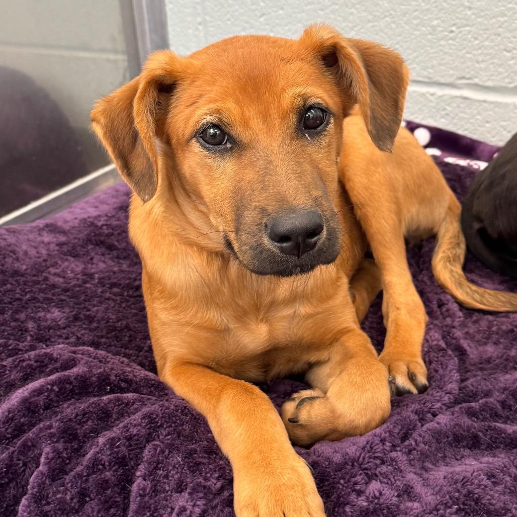 Enlarge Camila, a Adoptable Mixed Breed in Wheeling, IL image 2/6