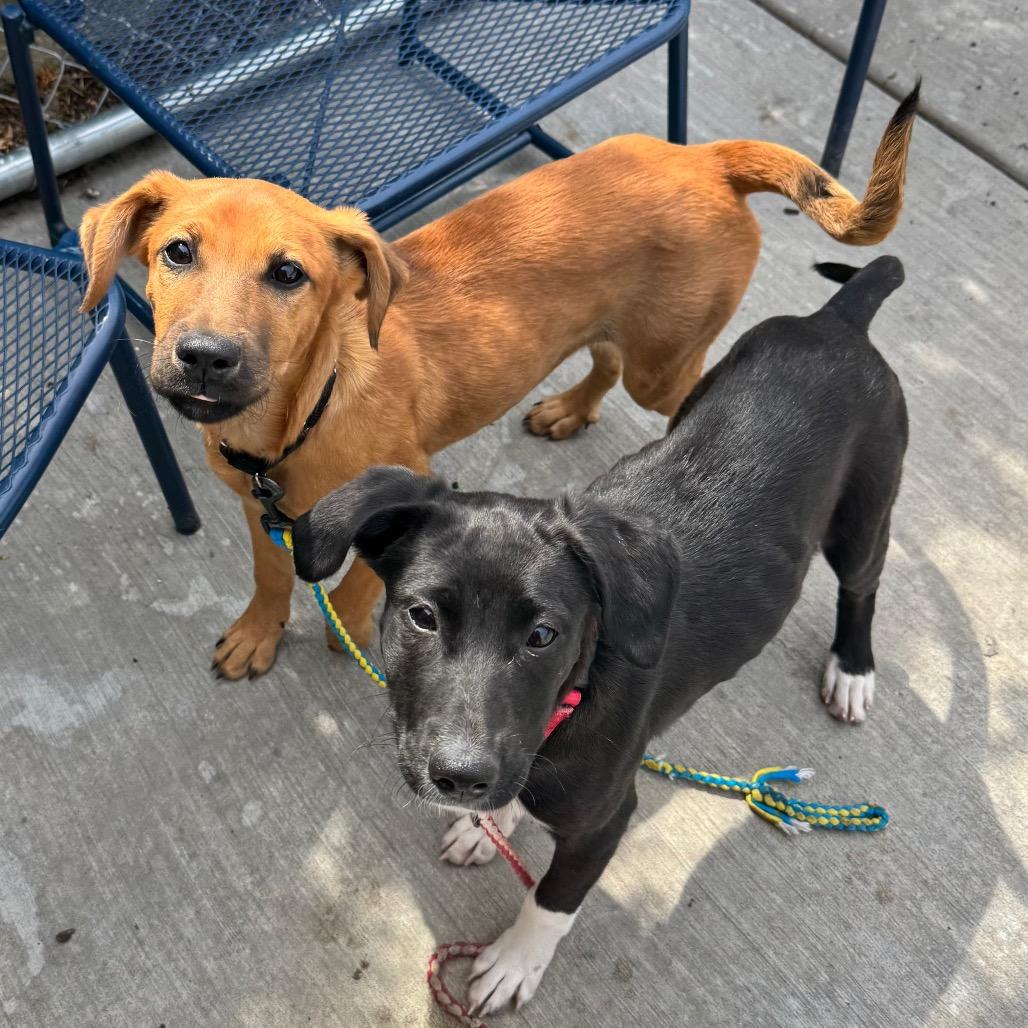 Enlarge Camila, a Adoptable Mixed Breed in Wheeling, IL image 3/6