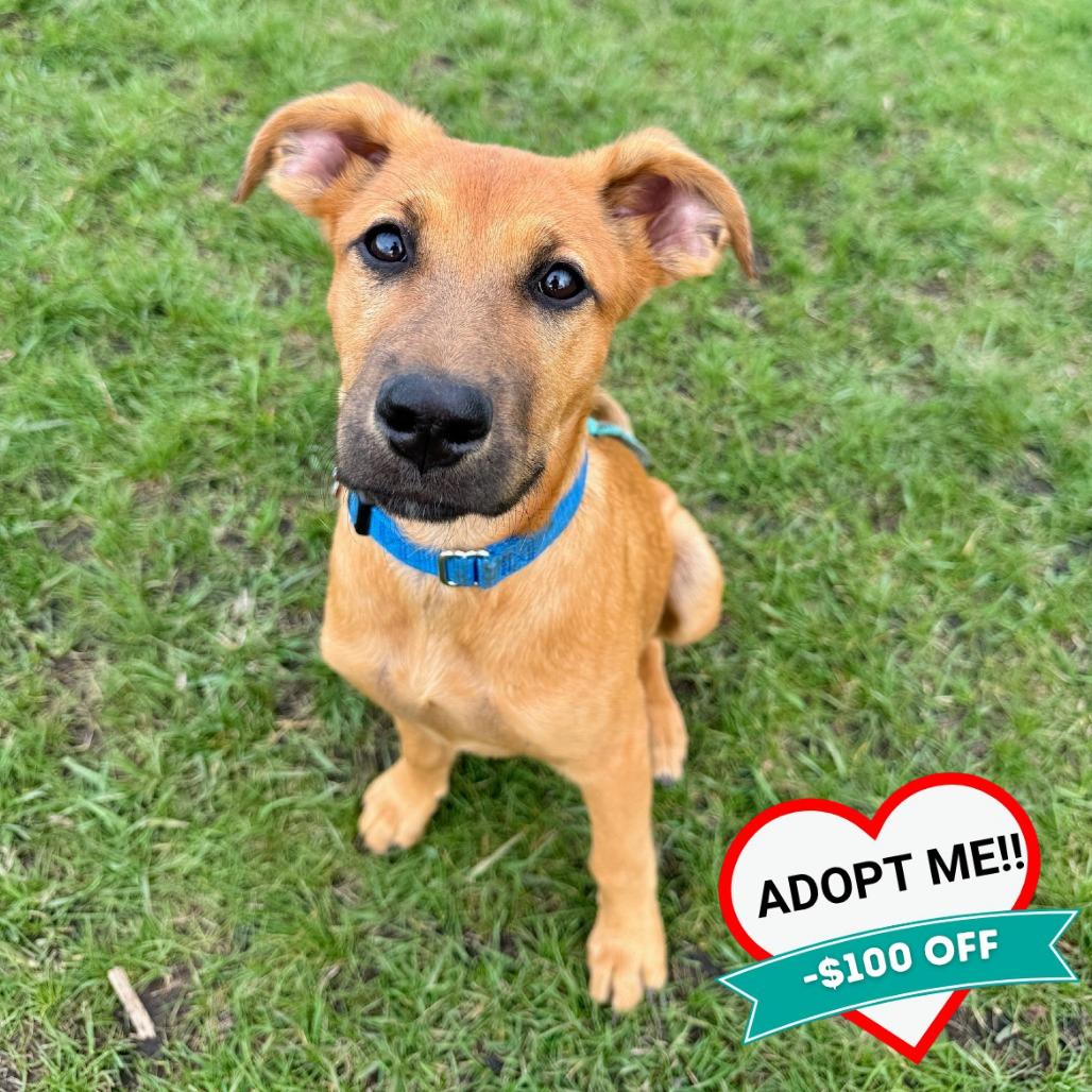 Enlarge Camila, a Adoptable Mixed Breed in Wheeling, IL image 4/6