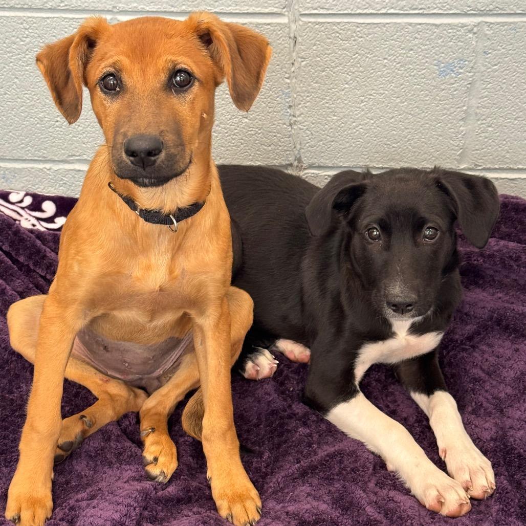Enlarge Camila, a Adoptable Mixed Breed in Wheeling, IL image 5/6