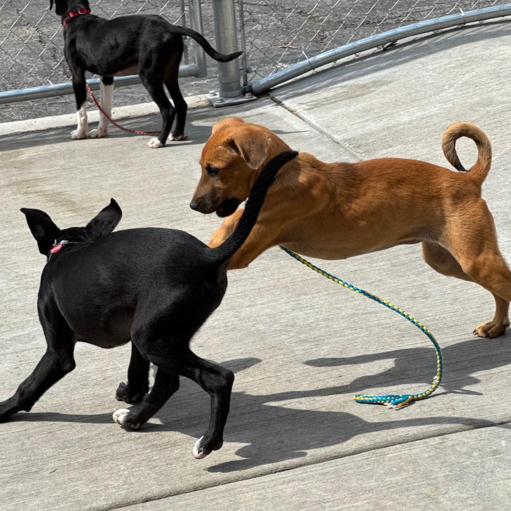 Enlarge Camila, a Adoptable Mixed Breed in Wheeling, IL image 6/6