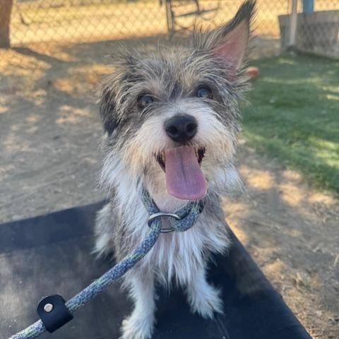 Enlarge Alice, an adoptable mixed breed in Agua Dulce, CA image 3/3