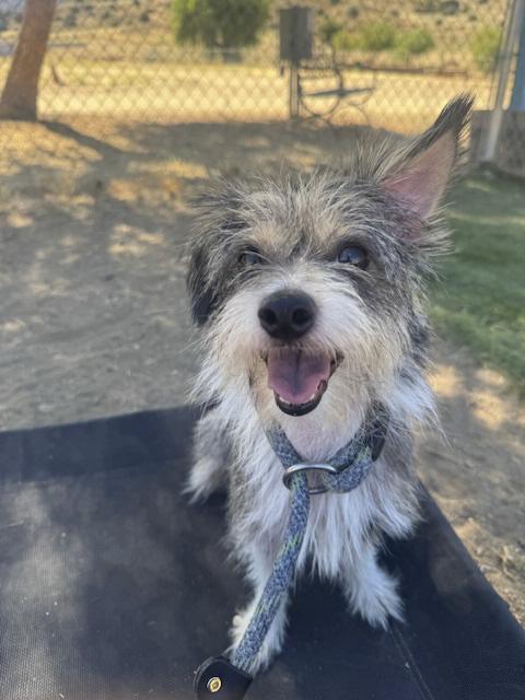 Enlarge Alice, an adoptable mixed breed in Agua Dulce, CA image 2/3