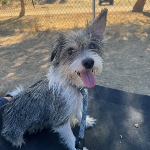 Enlarge Alice, an adoptable mixed breed in Agua Dulce, CA image 1/3
