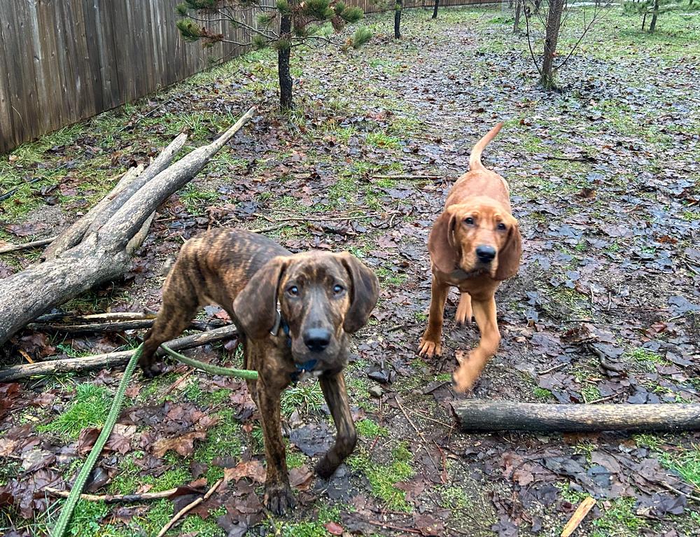 June Bug, Adoptable, Puppy Female Hound.