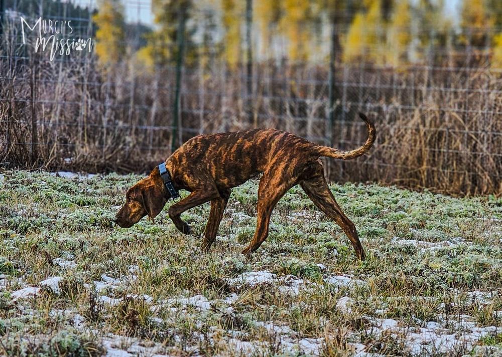 Enlarge June Bug, a Adoptable mixed breed in Spokane , WA image 2/6