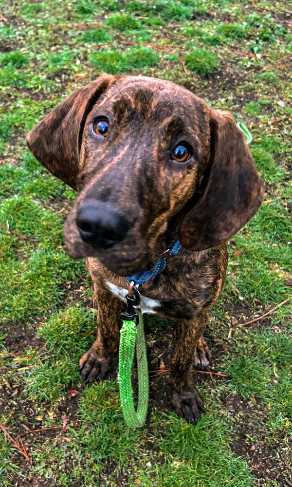 Enlarge June Bug, a Adoptable mixed breed in Spokane , WA image 3/6
