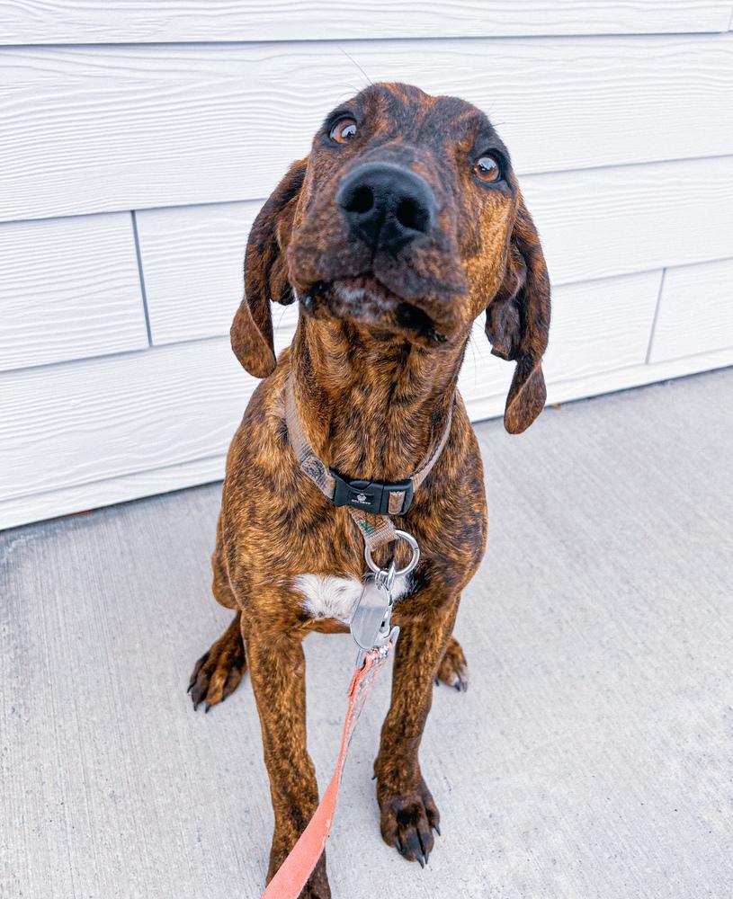 Enlarge June Bug, a Adoptable mixed breed in Spokane , WA image 4/6