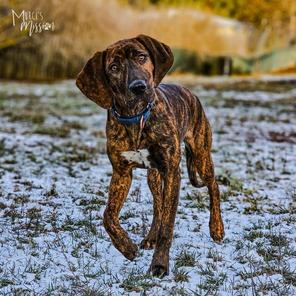Enlarge June Bug, a Adoptable mixed breed in Spokane , WA image 5/6