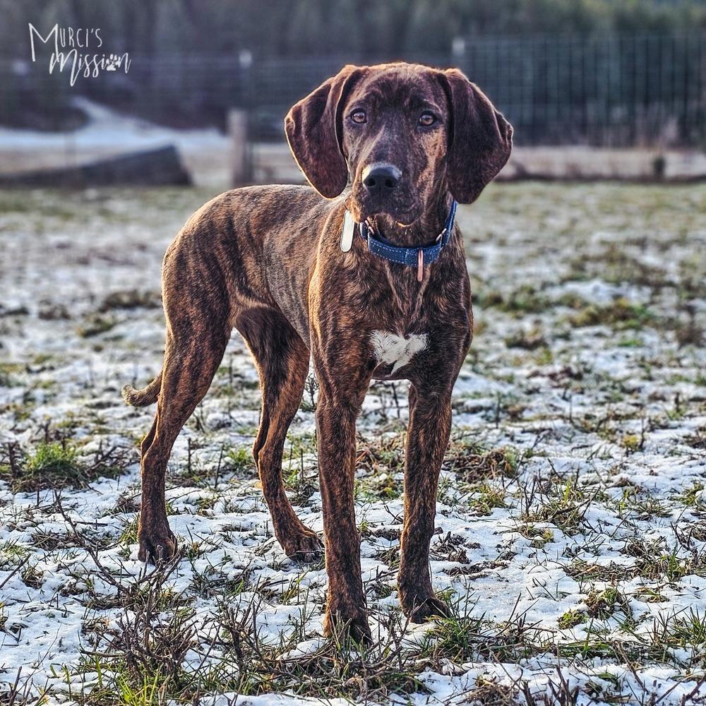 Enlarge June Bug, a Adoptable mixed breed in Spokane , WA image 6/6