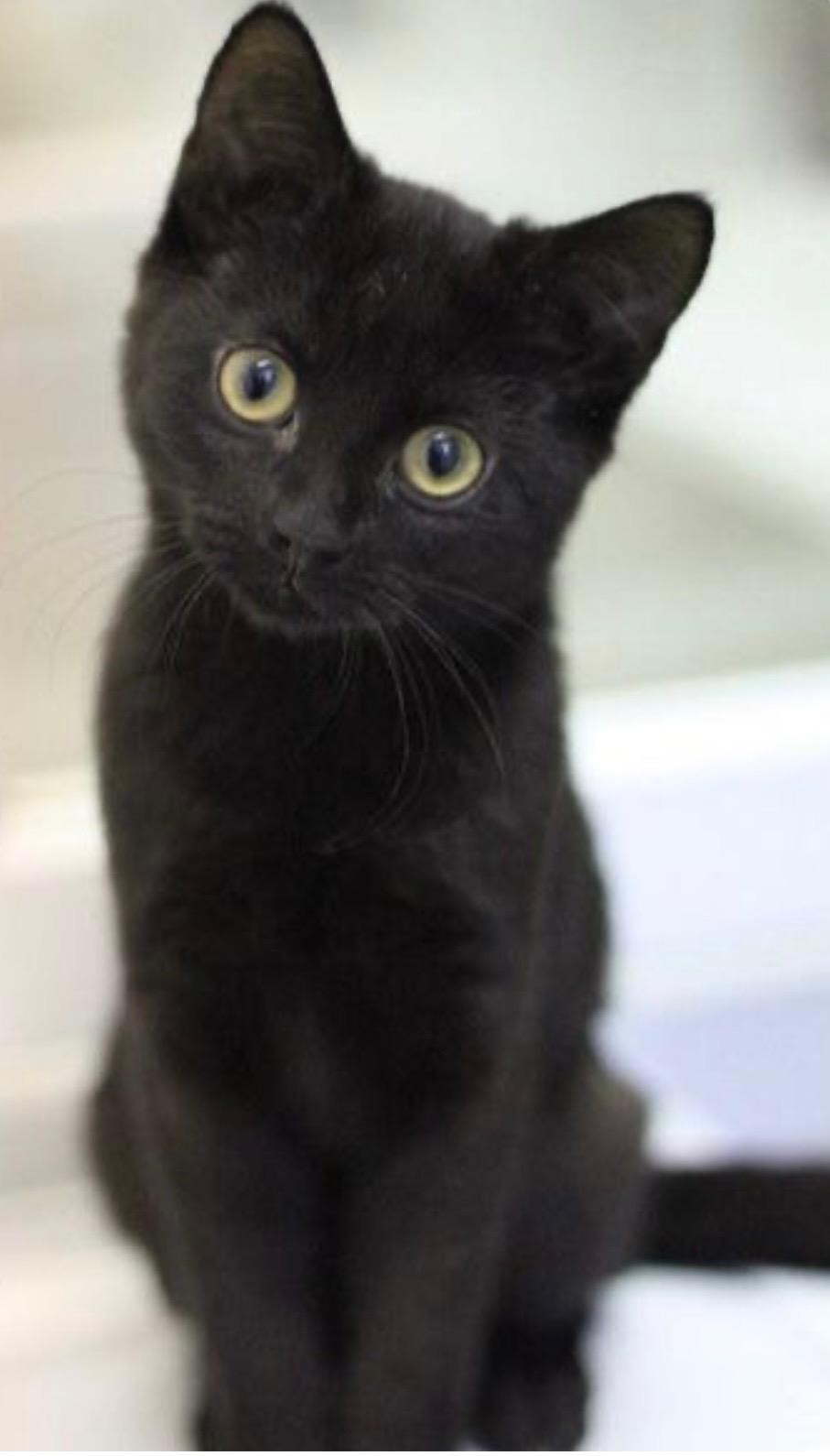 Rain Drop, Adoptable, Kitten Female Domestic Short Hair.