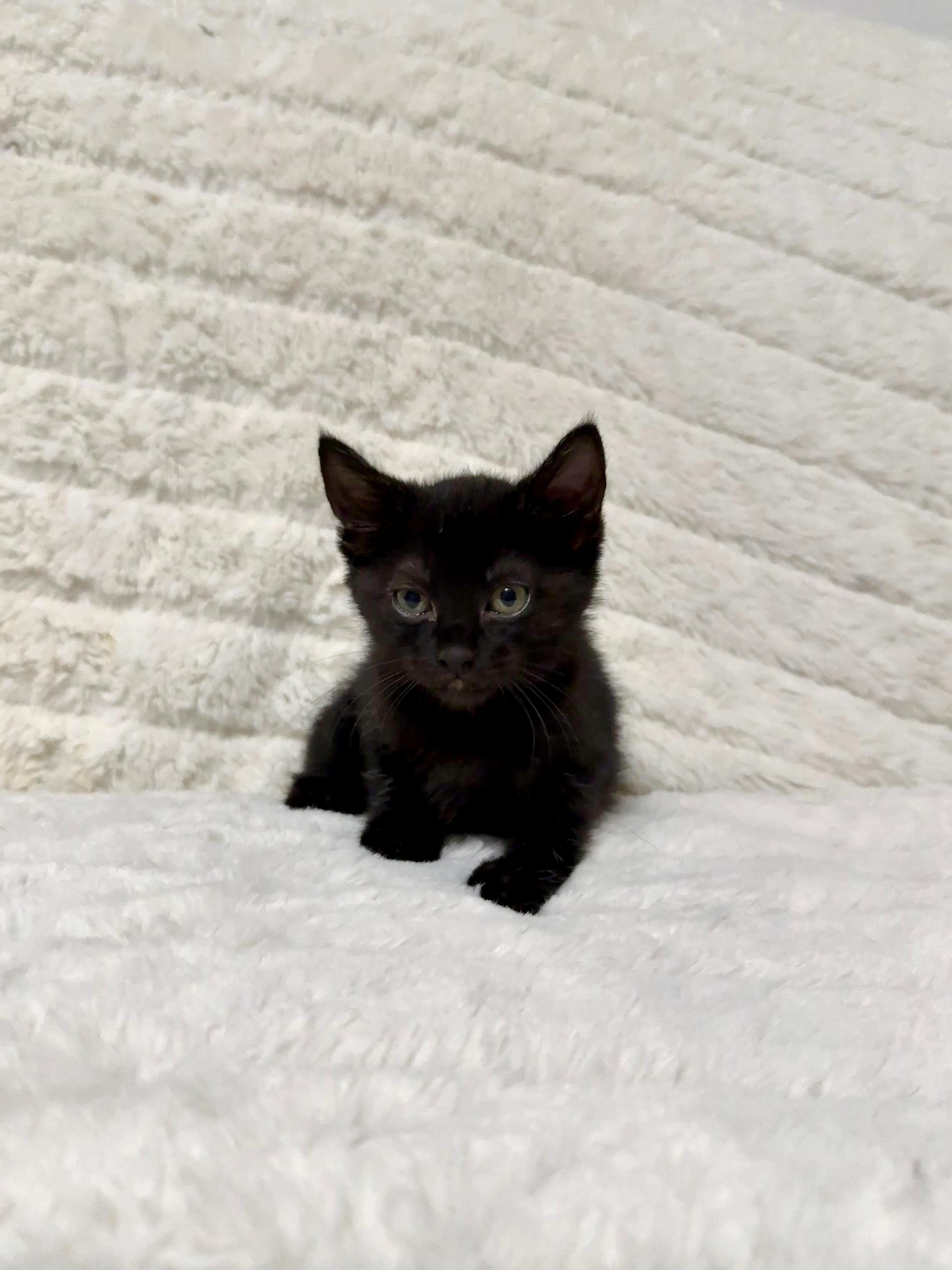 Enlarge Rain Drop, a Adoptable Domestic Short Hair in Greensboro, NC image 2/2