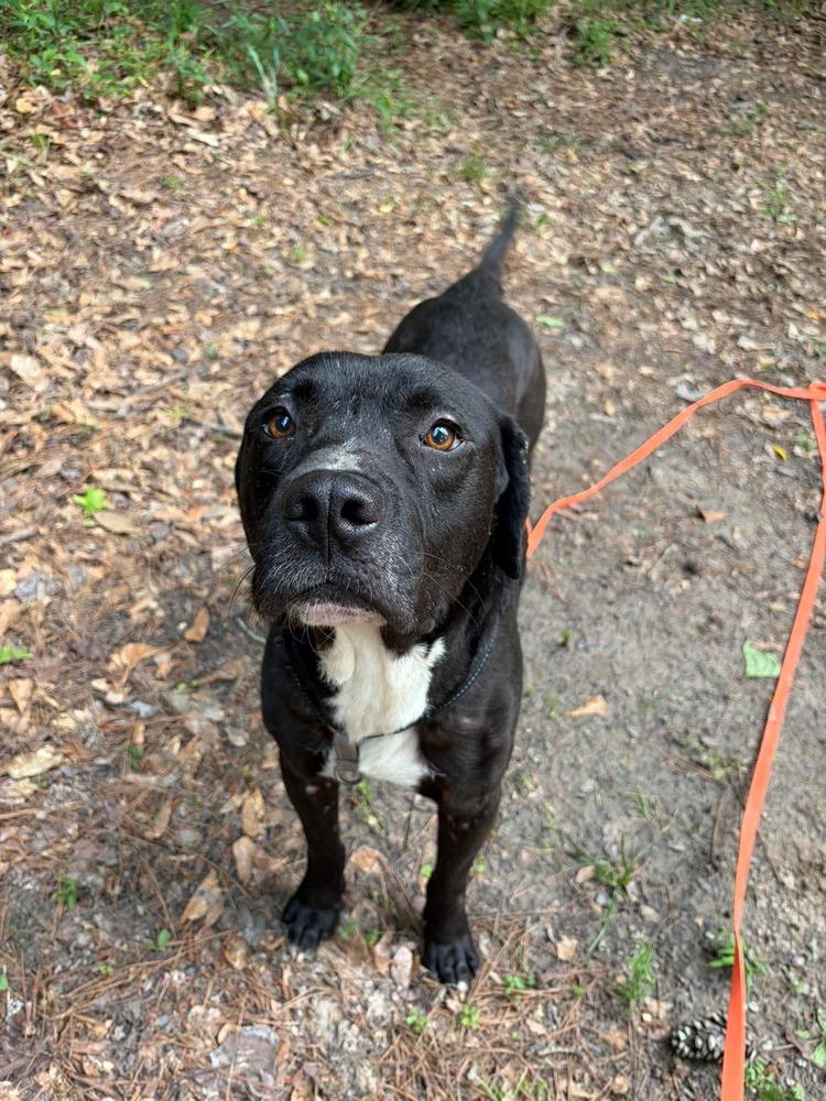 Azorro 💜, Adoptable, Adult Male Pit Bull Terrier & Labrador Retriever.
