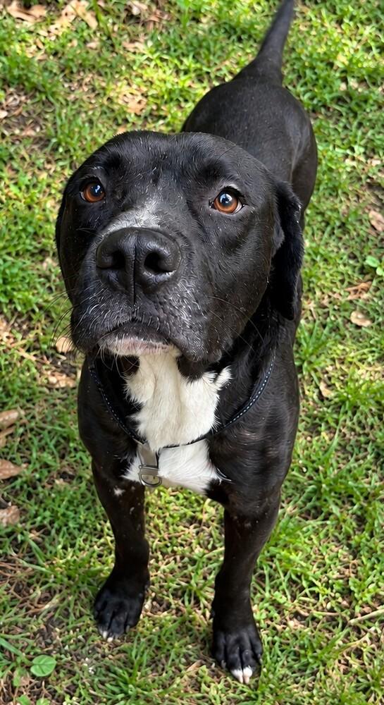 Azorro 💜 🤍, Adoptable, Adult Male Pit Bull Terrier & Labrador Retriever.