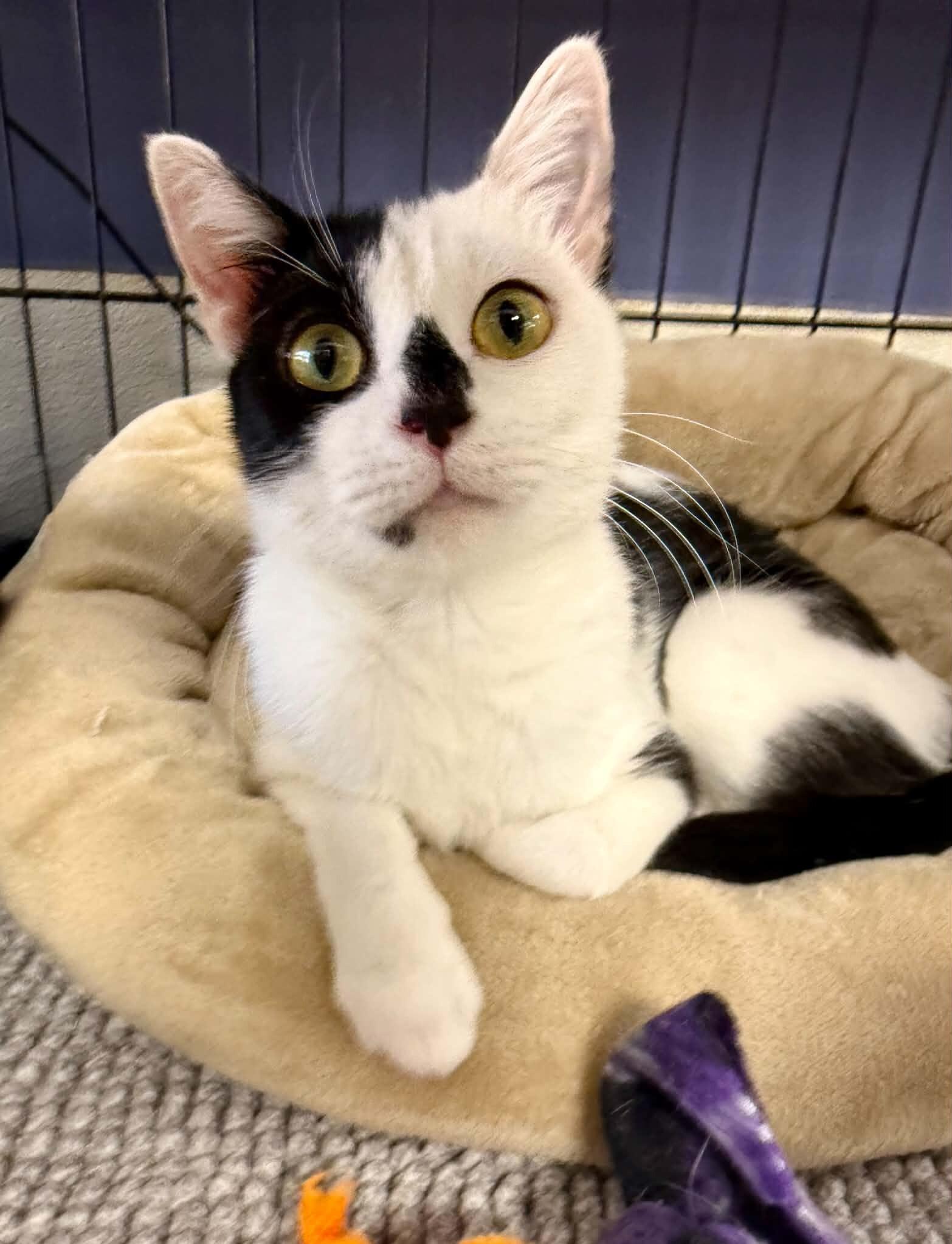 Enlarge Cherry Mimosa, a Adoptable Domestic Short Hair in Belton, MO image 2/6