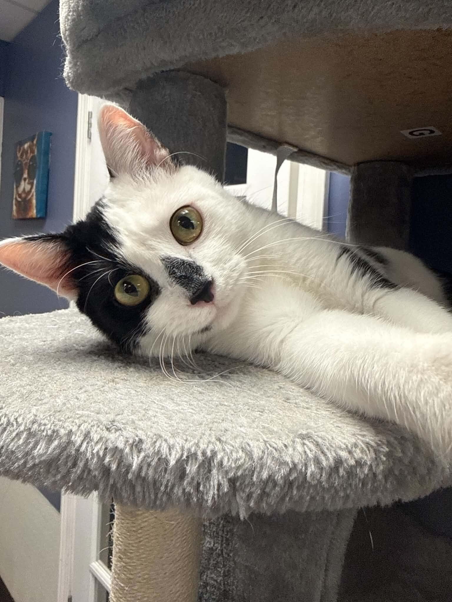 Enlarge Cherry Mimosa, a Adoptable Domestic Short Hair in Belton, MO image 3/6