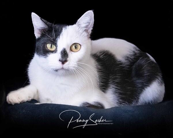 Enlarge Cherry Mimosa, a Adoptable Domestic Short Hair in Belton, MO image 4/6
