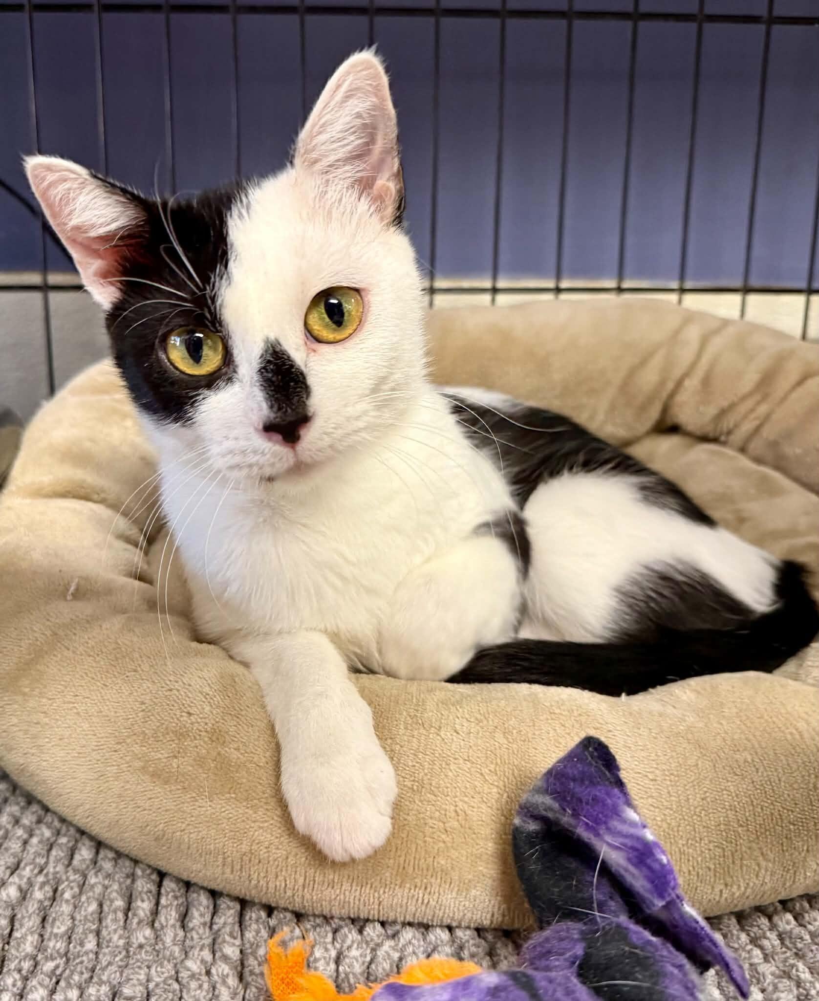 Enlarge Cherry Mimosa, a Adoptable Domestic Short Hair in Belton, MO image 5/6