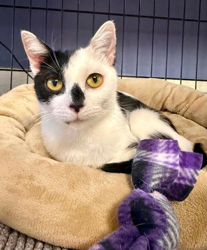 Enlarge Cherry Mimosa, a Adoptable Domestic Short Hair in Belton, MO image 6/6