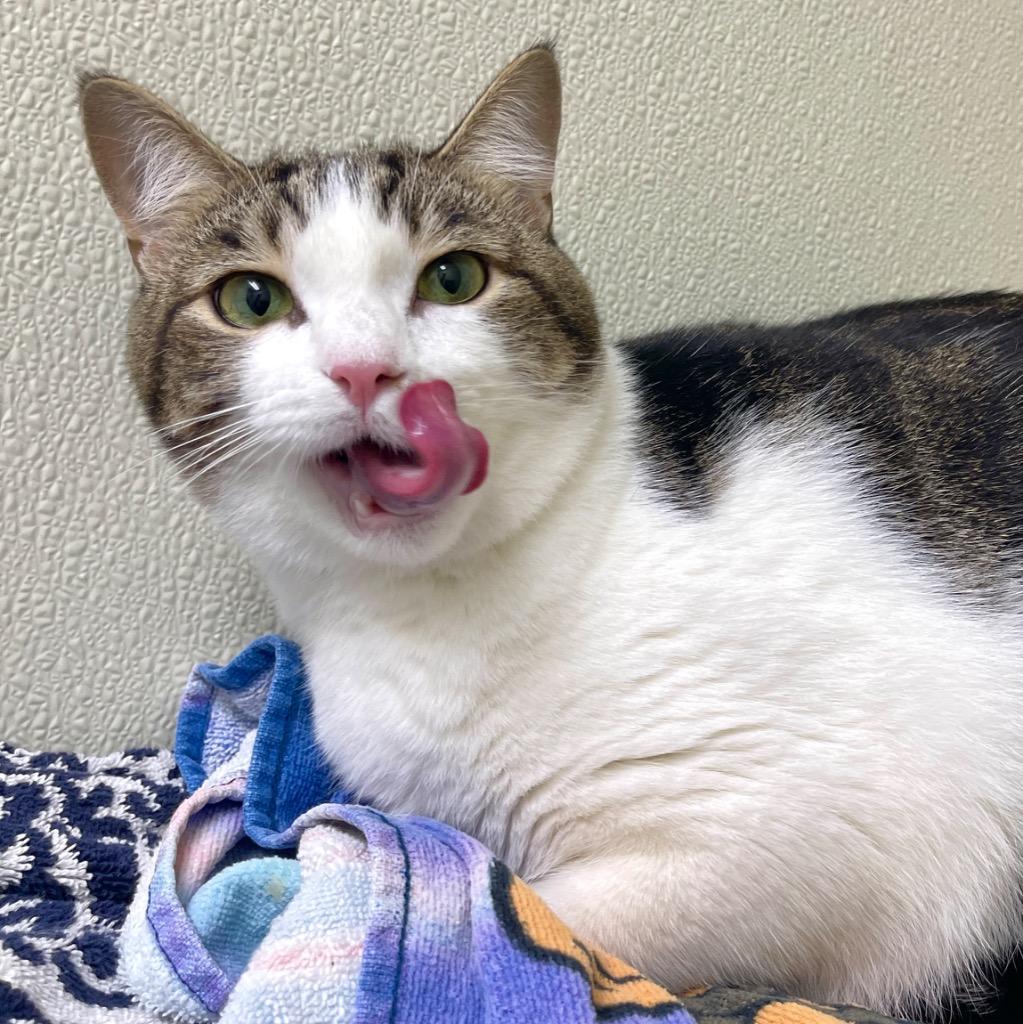 Bunny, Adoptable, Young Female Domestic Short Hair.