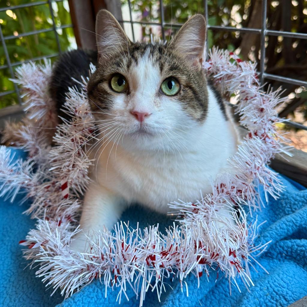 Enlarge Bunny, a Adoptable mixed breed in Cambria, CA image 2/6