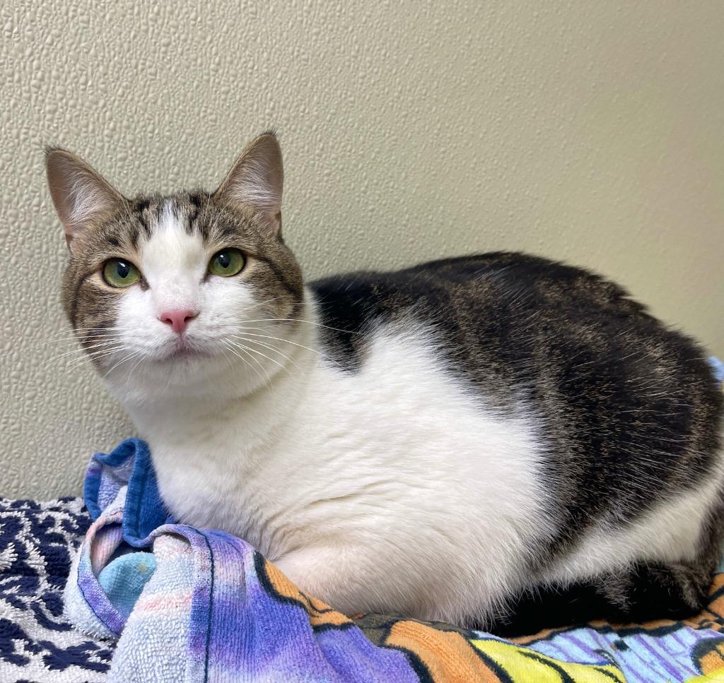 Enlarge Bunny, a Adoptable mixed breed in Cambria, CA image 3/6