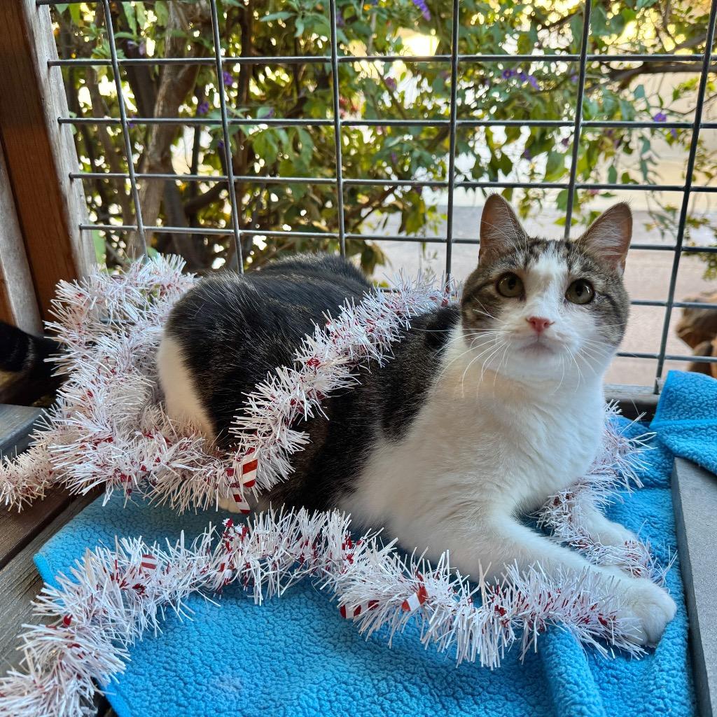 Enlarge Bunny, a Adoptable mixed breed in Cambria, CA image 4/6