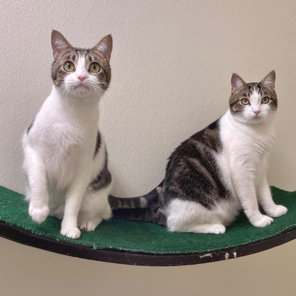 Enlarge Bunny, a Adoptable mixed breed in Cambria, CA image 5/6