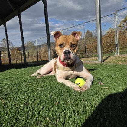 Luna, ADOPTABLE, Young Female Mixed Breed.