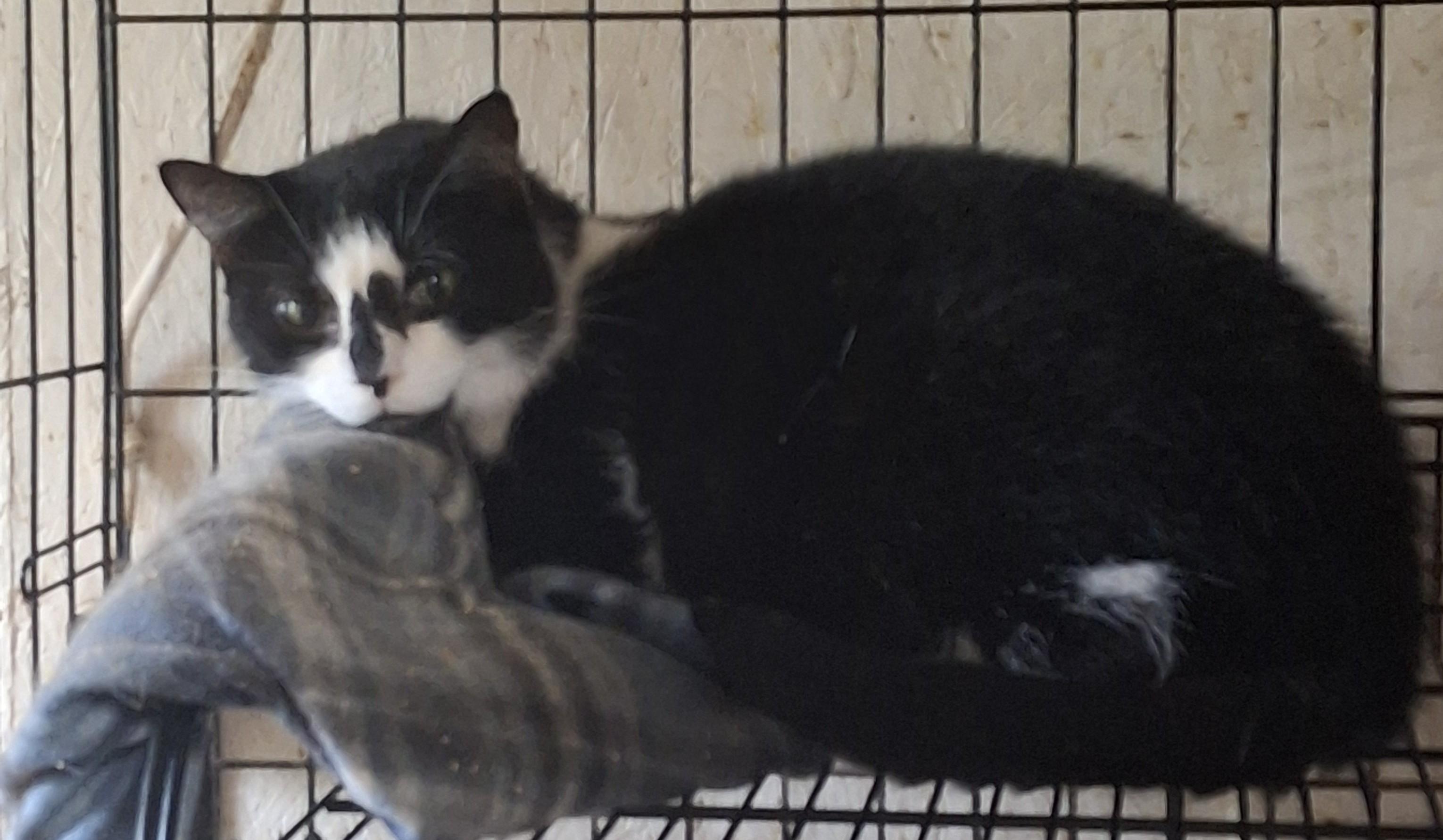 Charley, Adoptable, Adult Female Domestic Short Hair.