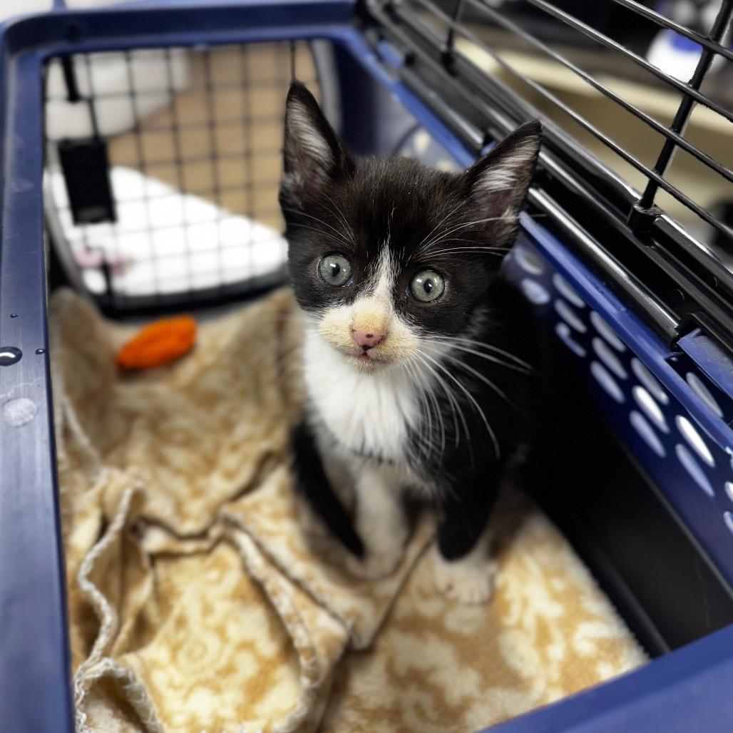 Pumpkin, Adoptable, Kitten Male Domestic Short Hair.