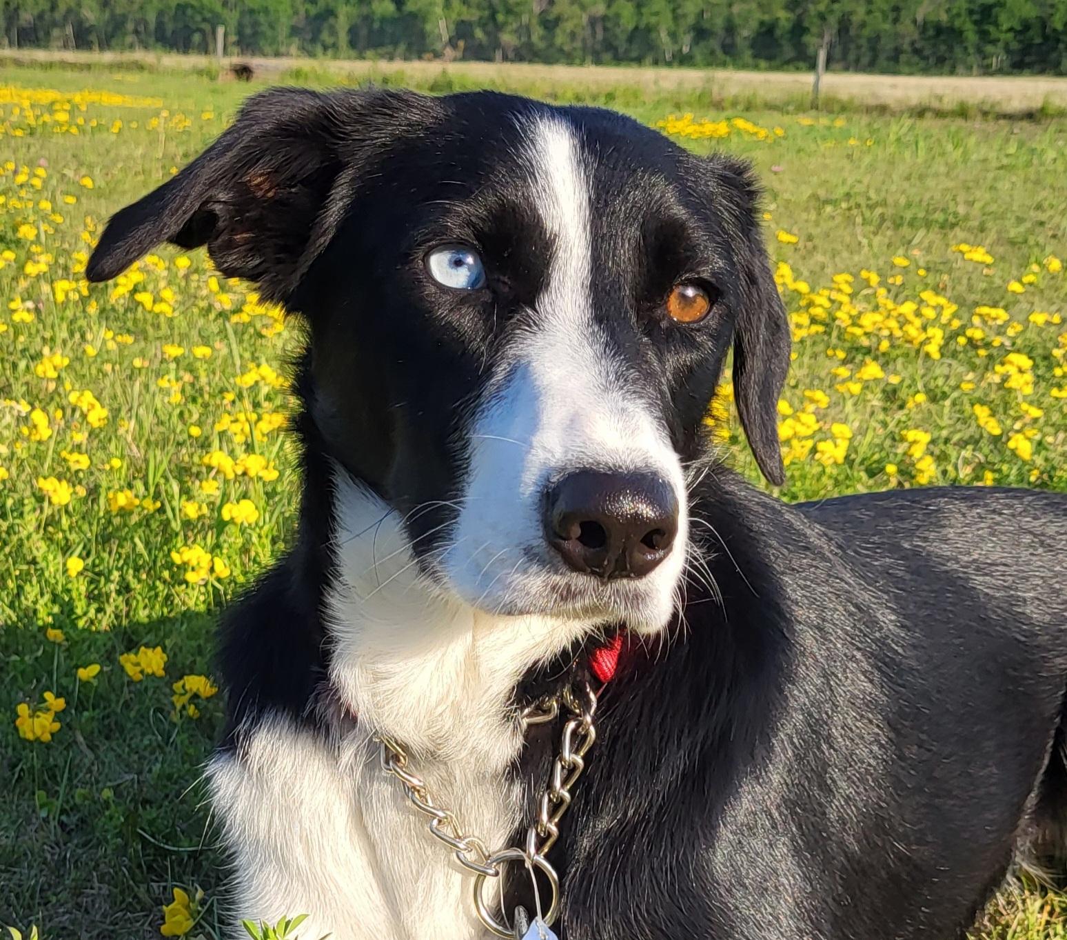 Gypsy, Adoptable, Adult Female Border Collie & Black Labrador Retriever.