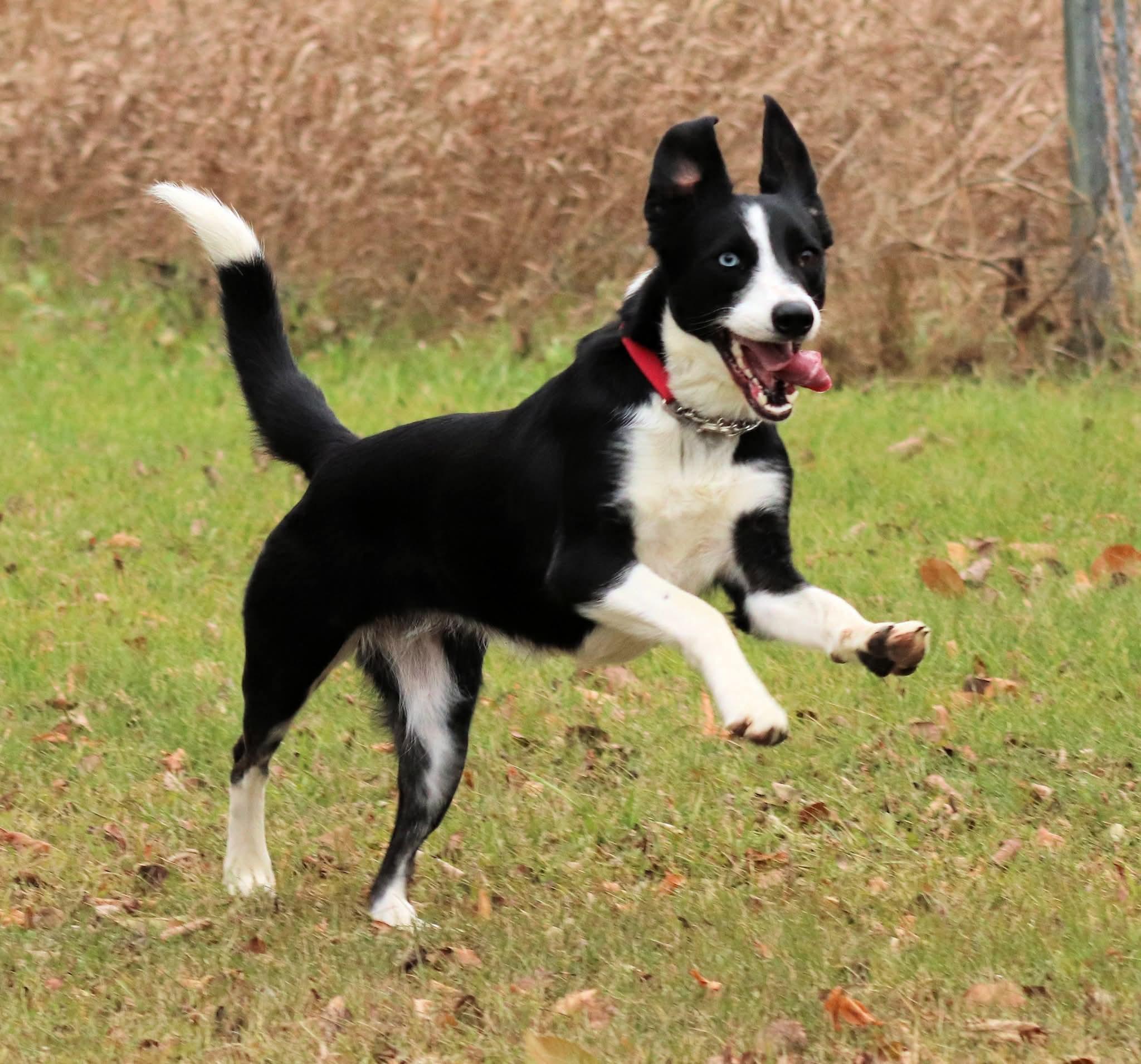 Gypsy, a Adoptable mixed breed in Winnipeg, MB image 2/6