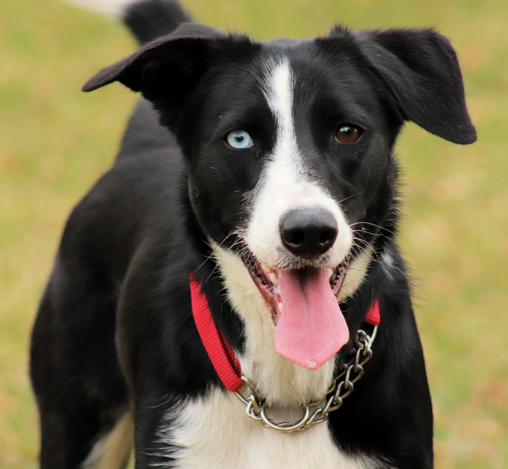Gypsy, a Adoptable mixed breed in Winnipeg, MB image 3/6