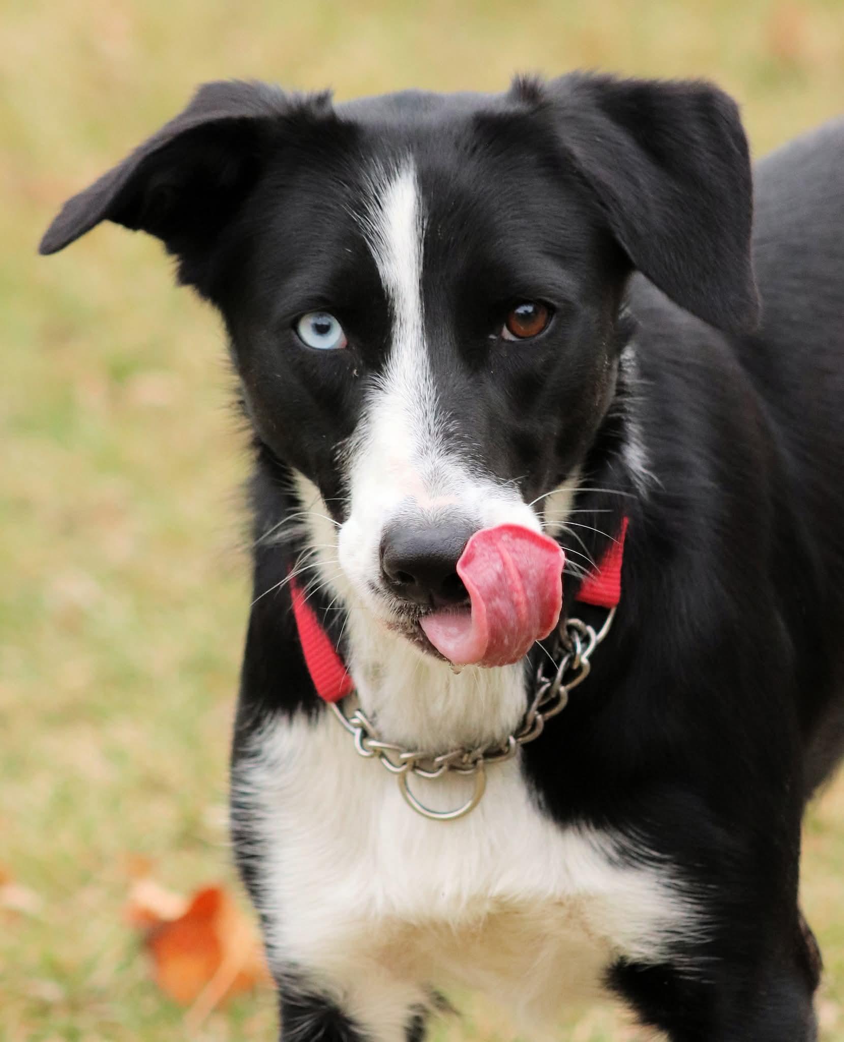 Gypsy, a Adoptable mixed breed in Winnipeg, MB image 4/6
