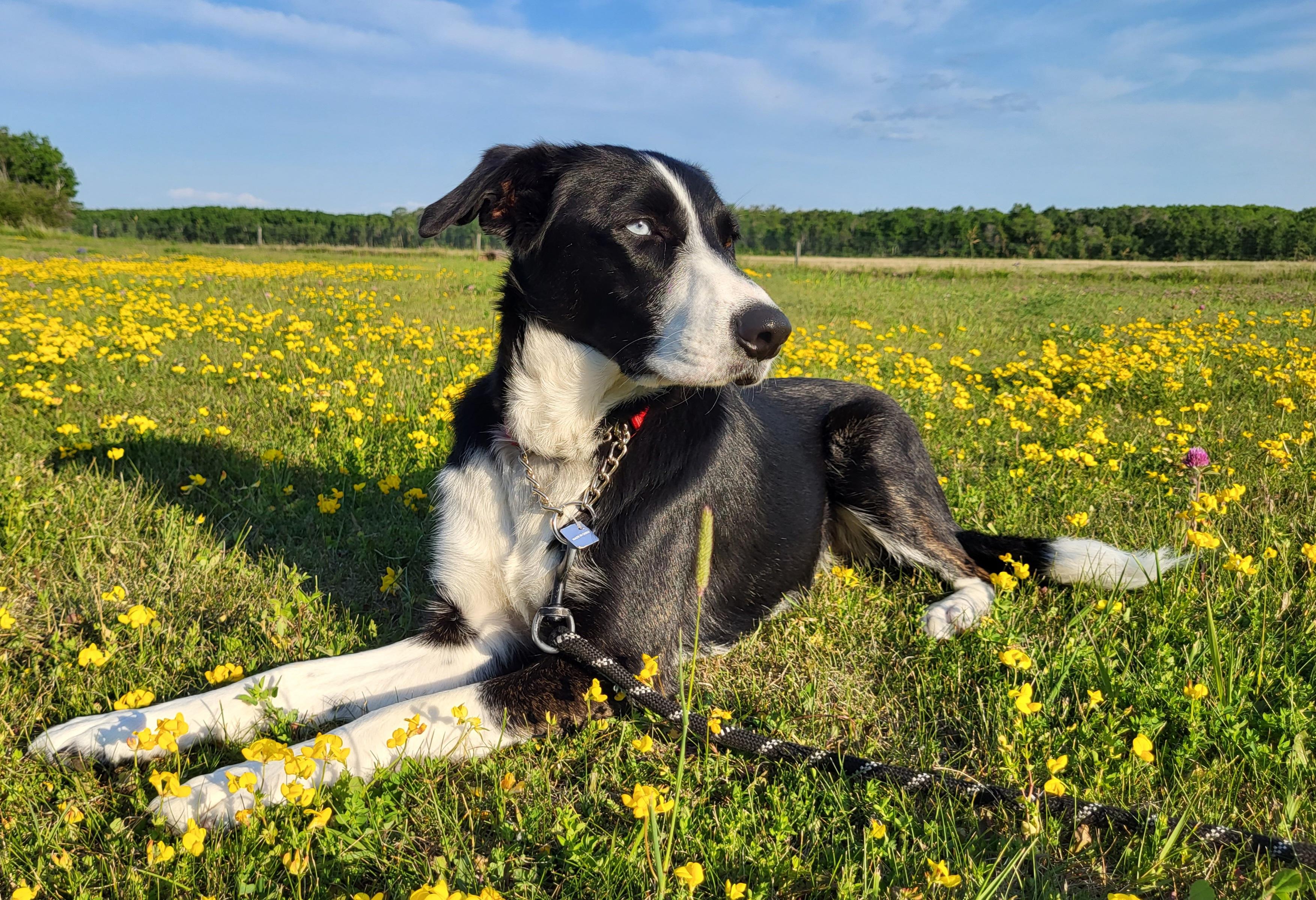 Gypsy, a Adoptable mixed breed in Winnipeg, MB image 5/6