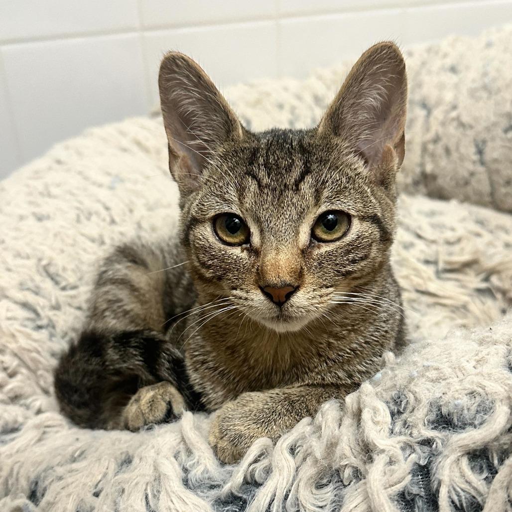 Enlarge Dune, a Adoptable Domestic Short Hair in Belleville, IL image 1/5