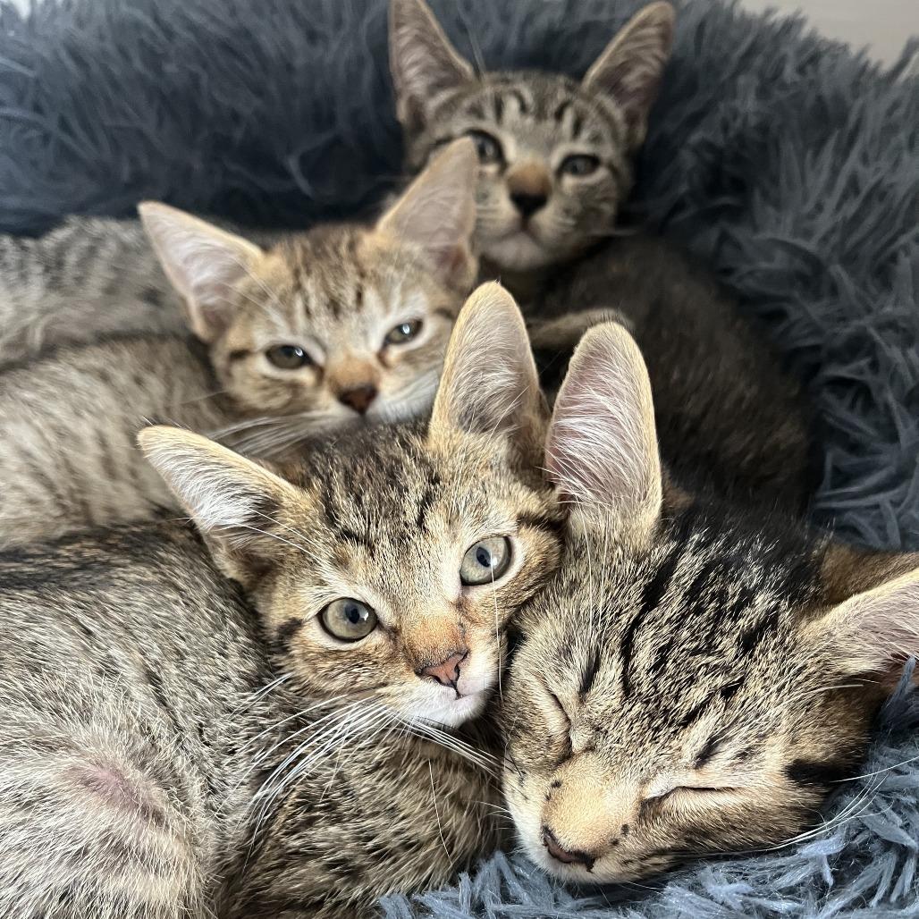 Enlarge Dune, a Adoptable Domestic Short Hair in Belleville, IL image 2/5