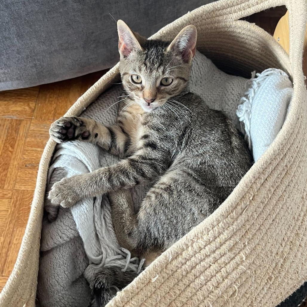 Enlarge Dune, a Adoptable Domestic Short Hair in Belleville, IL image 5/5