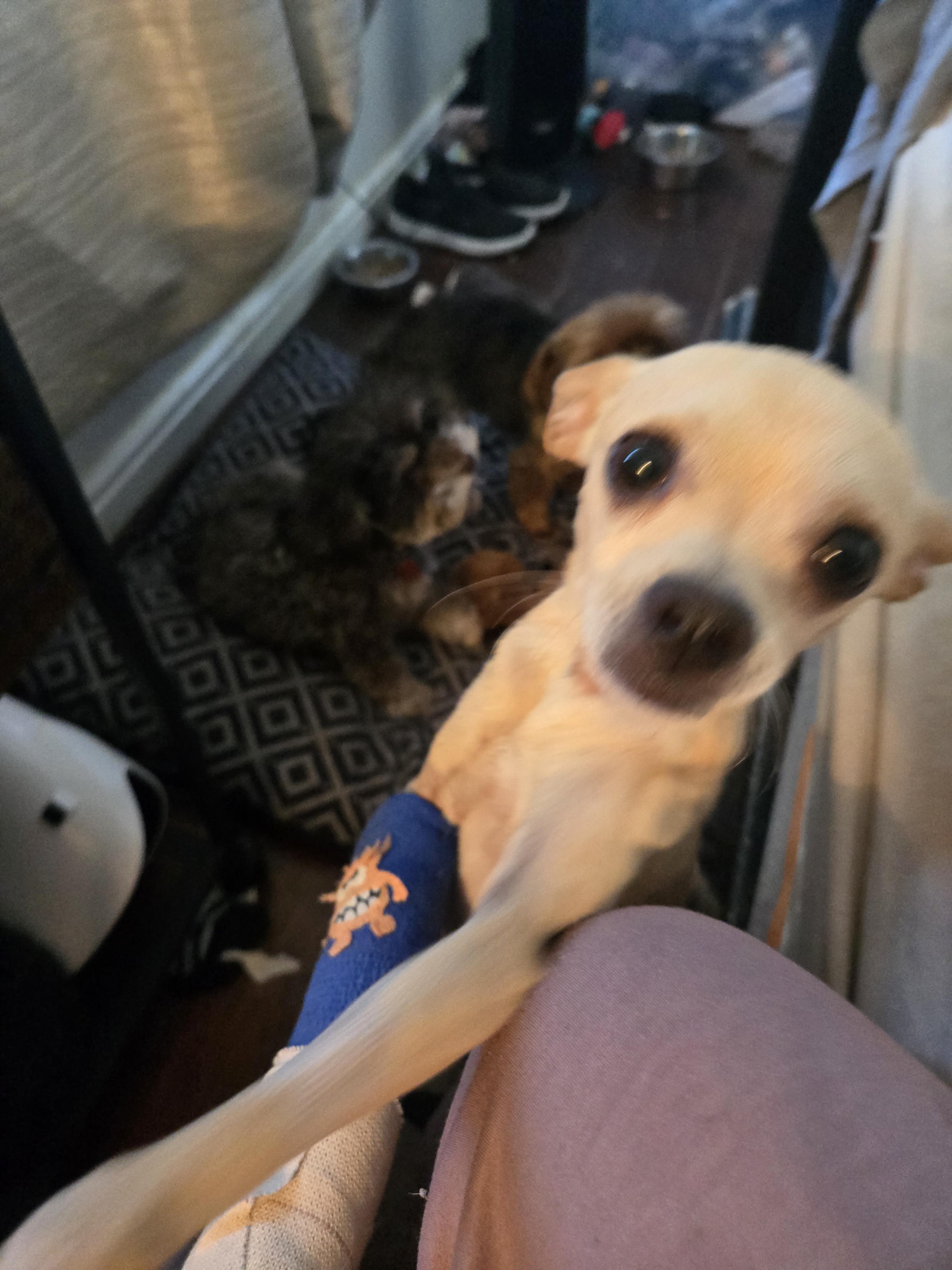 Casper, Adoptable, Young Male Chihuahua.