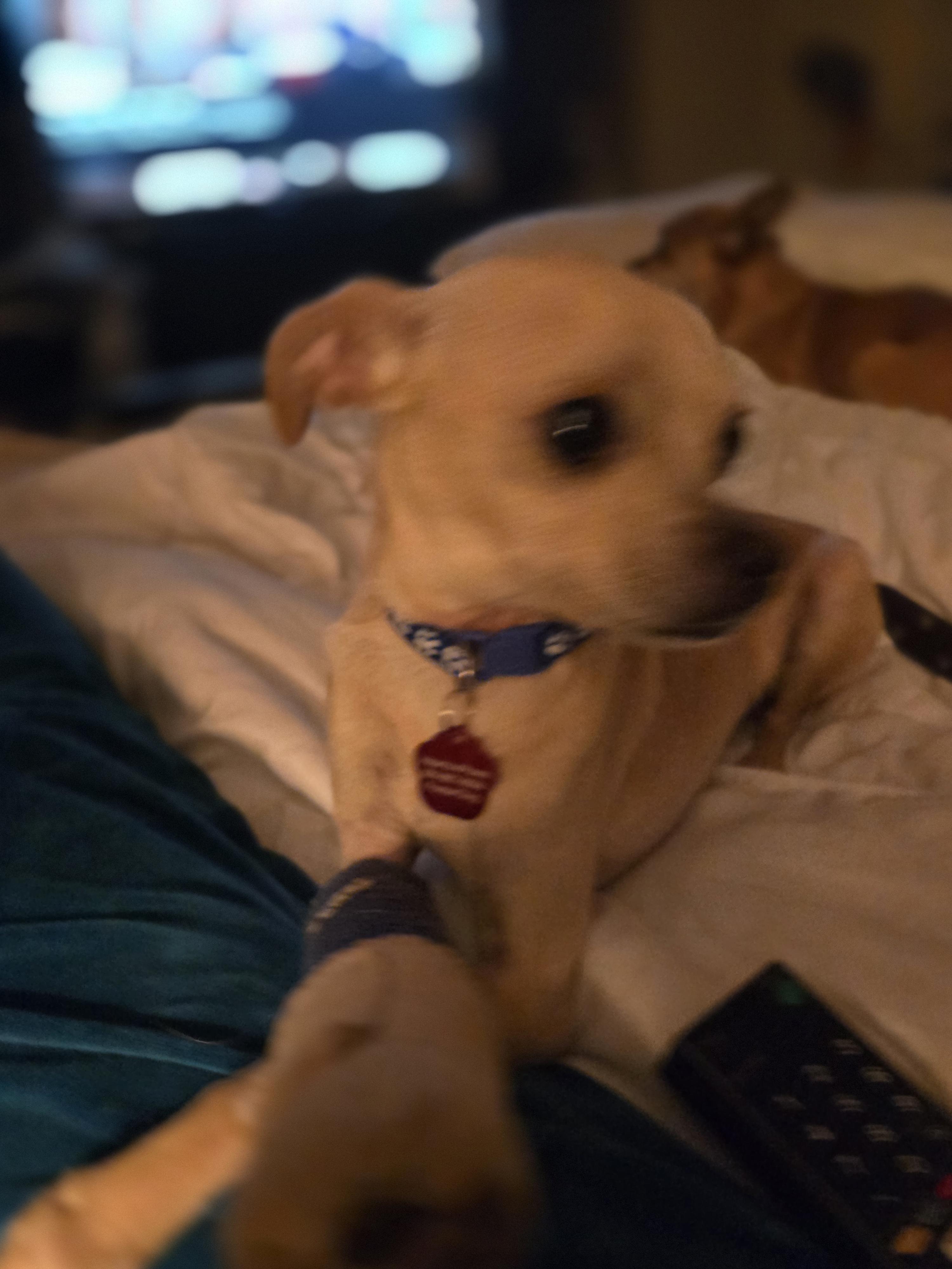 Enlarge Casper, a Adoptable Chihuahua in West Valley, UT image 6/6