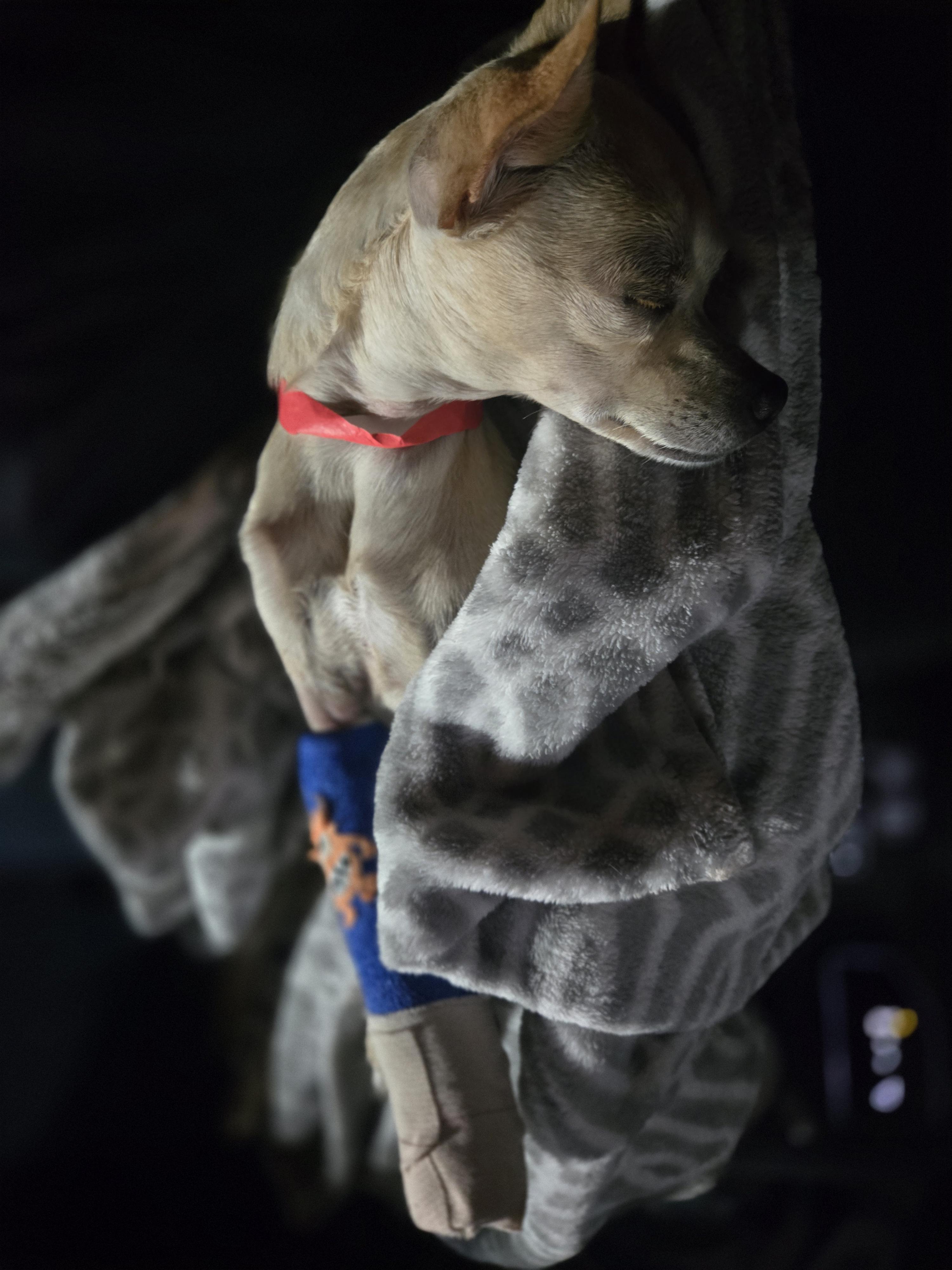 Enlarge Casper, a Adoptable Chihuahua in West Valley, UT image 3/6