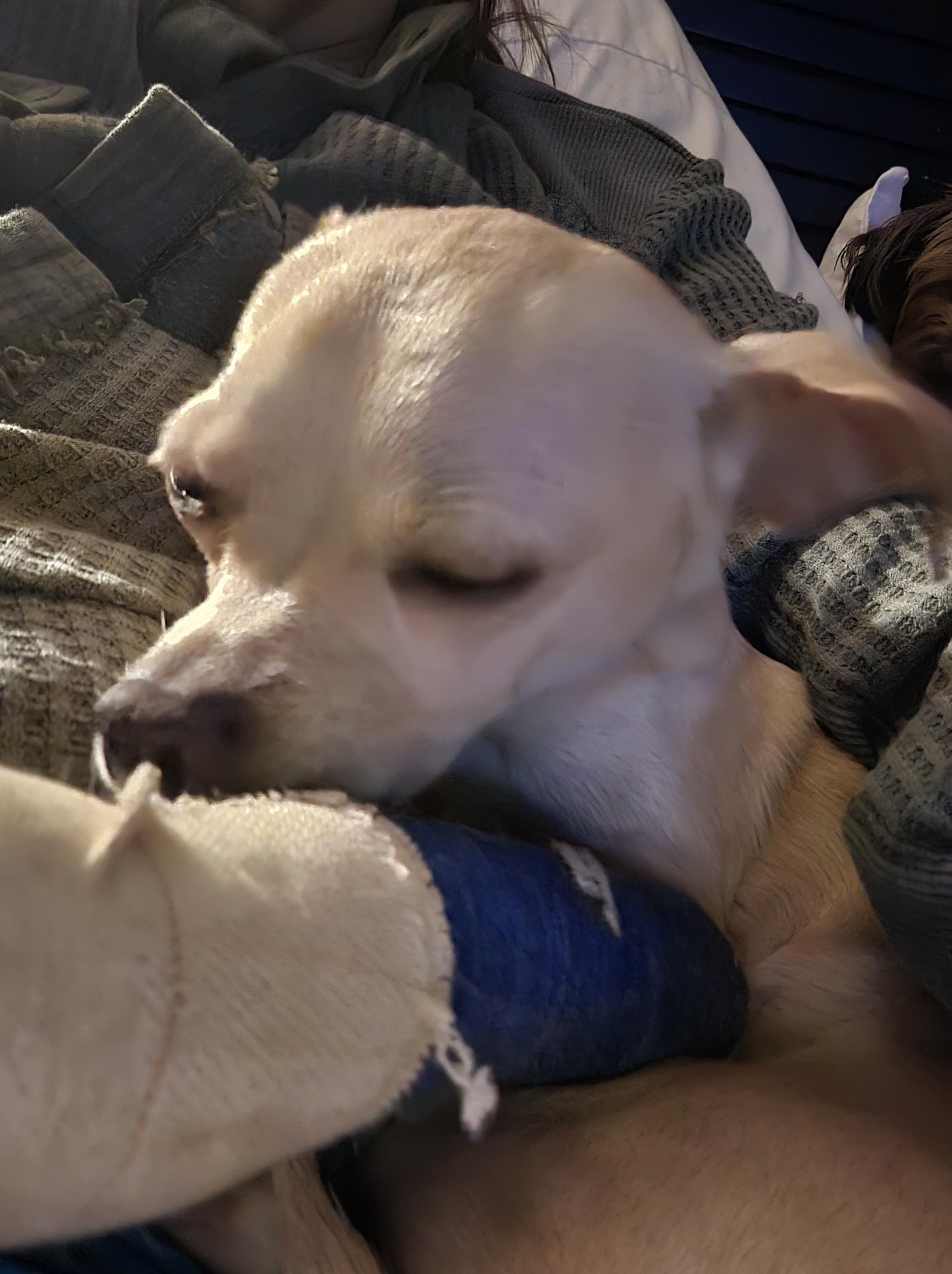 Enlarge Casper, a Adoptable Chihuahua in West Valley, UT image 2/6