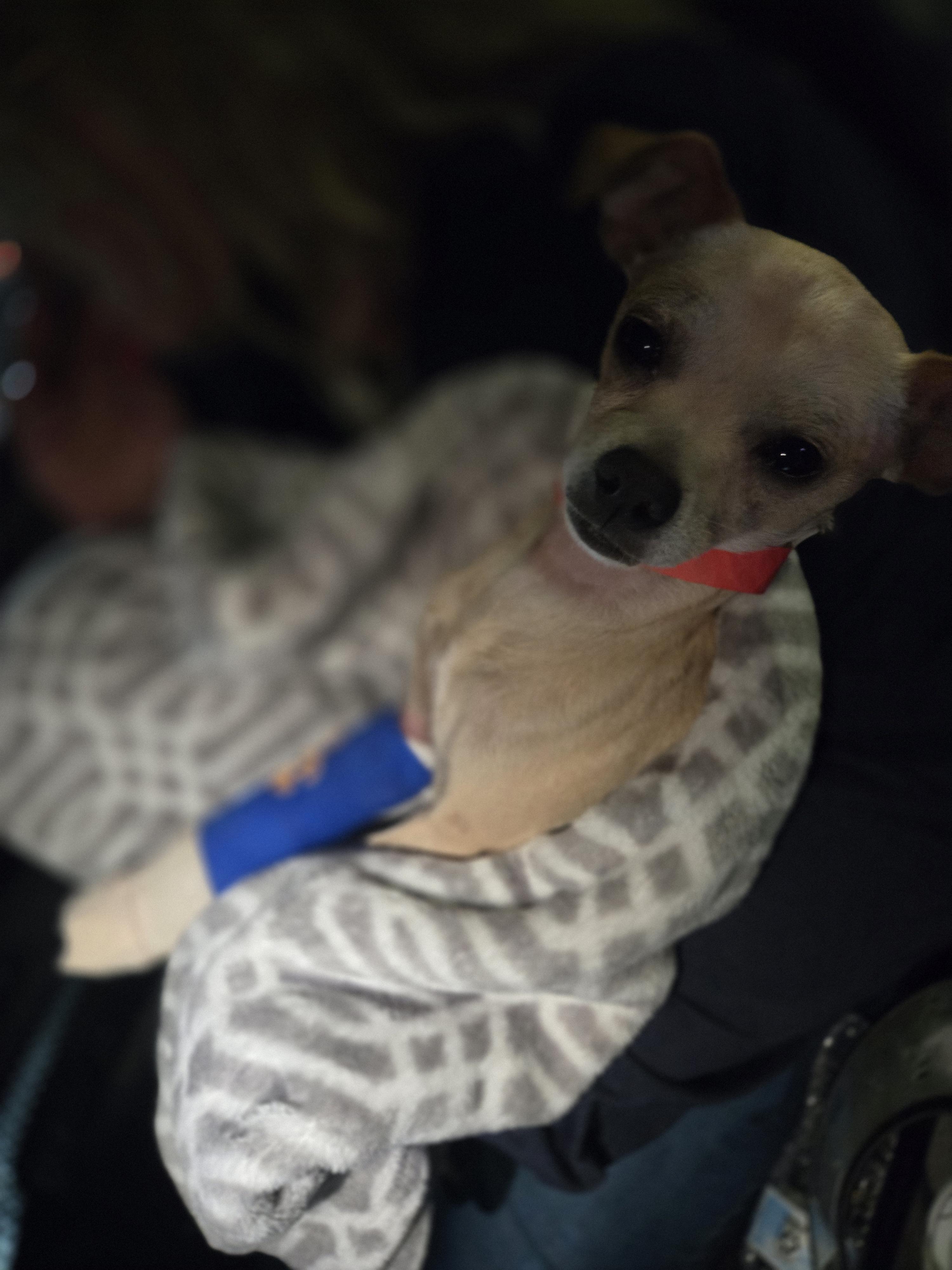 Enlarge Casper, a Adoptable Chihuahua in West Valley, UT image 5/6