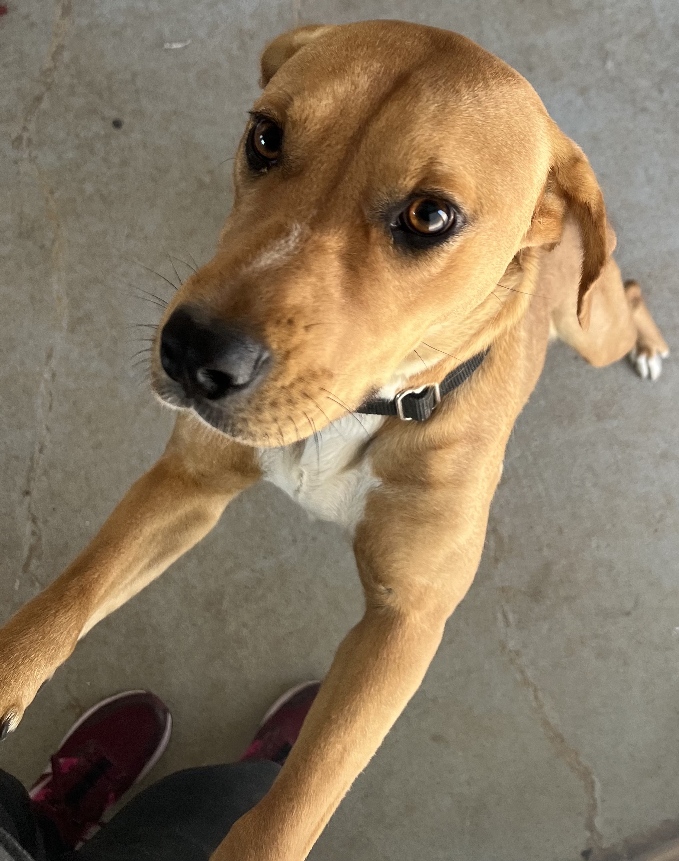 Enlarge Bagel, a Adoptable mixed breed image 4/5